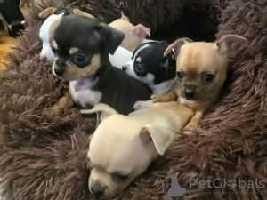 Photo №2 to announcement № 79602 for the sale of chihuahua - buy in Serbia breeder