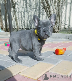 Photo №3. Well Trained Precious French Bulldog Puppies. United States