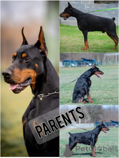 Photo №1. dobermann - for sale in the city of Belgrade | negotiated | Announcement № 115573