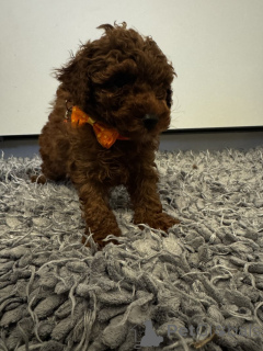 Photo №2 to announcement № 159456 for the sale of poodle (toy) - buy in United States private announcement