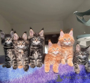 Photo №1. maine coon - for sale in the city of Prague | 258$ | Announcement № 155793