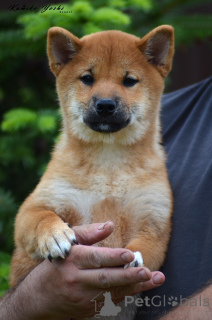 Photo №4. I will sell shiba inu in the city of Samara. private announcement, from nursery, breeder - price - negotiated