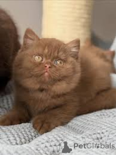Photo №3. Chatons Exotic Shorthair prêts à rejoindre leur nouvelle famille.. France