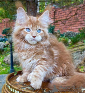 Photo №1. maine coon - for sale in the city of Калифорния Сити | 300$ | Announcement № 77891