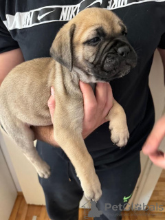 Additional photos: Bullmastiff puppies