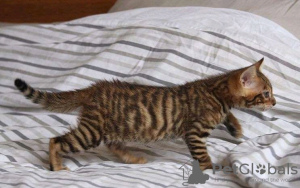 Photo №2 to announcement № 120696 for the sale of toyger - buy in Belgium private announcement, breeder