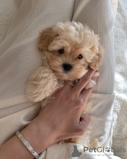 Additional photos: Maltipoo puppies raised in a family home