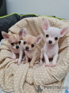 Photo №2 to announcement № 84065 for the sale of chihuahua - buy in United States private announcement