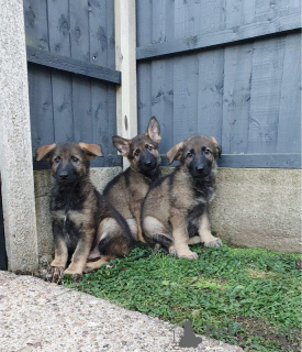 Photo №1. german shepherd - for sale in the city of Watford | 651$ | Announcement № 13498