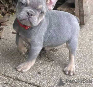 Photo №1. french bulldog - for sale in the city of Leipzig | 882$ | Announcement № 88447