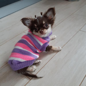 Photo №3. Chihuahua mini girl. Belarus