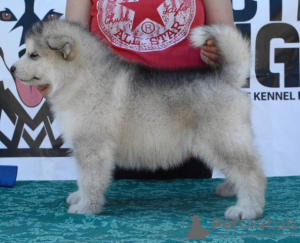 Photo №3. Alaskan Malamute puppies. Serbia