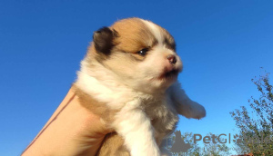 Additional photos: Pomeranian Spitz puppies