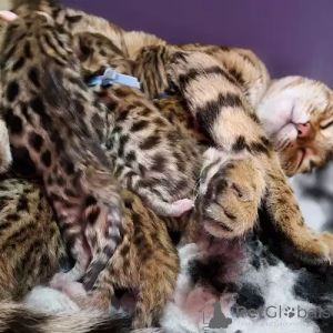 Photo №1. bengal cat - for sale in the city of Nürburg | 392$ | Announcement № 167265