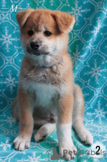 Additional photos: Akita inu puppies. Japanese akita