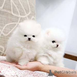 Photo №2 to announcement № 44533 for the sale of pomeranian - buy in Germany private announcement