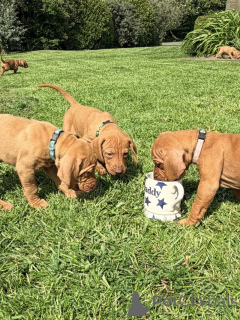 Photo №1. vizsla - for sale in the city of Holstebro | negotiated | Announcement № 169935