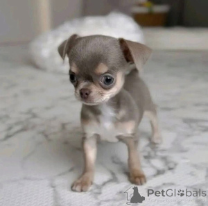 Photo №4. I will sell chihuahua in the city of Helsinki.  - price - 568$