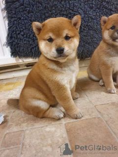 Photo №2 to announcement № 45626 for the sale of shiba inu - buy in Netherlands private announcement