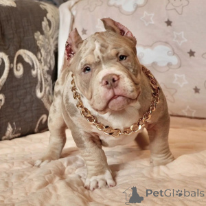 Photo №2 to announcement № 137874 for the sale of american bully - buy in United States private announcement