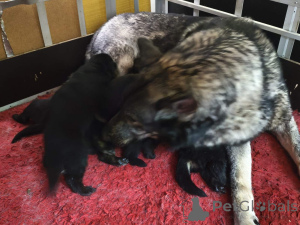 Photo №4. I will sell saarloos wolfdog in the city of Tallinn. private announcement - price - 206$