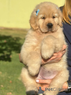Photo №2 to announcement № 168818 for the sale of labrador retriever - buy in United States private announcement