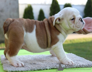 Additional photos: English bulldog