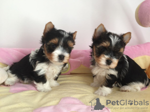 Photo №1. yorkshire terrier - for sale in the city of Gelsenkirchen | 423$ | Announcement № 95027