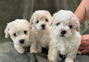 Photo №1. bichon frise - for sale in the city of Berlin | Is free | Announcement № 126398