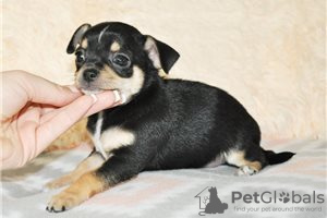 Photo №1. non-pedigree dogs - for sale in the city of Bamberg | Is free | Announcement № 116447