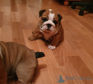 Photo №1. english bulldog - for sale in the city of Leipzig | 473$ | Announcement № 13479