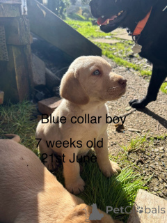 Photo №2 to announcement № 144492 for the sale of labrador retriever - buy in Austria breeder