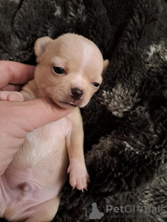 Additional photos: Chihuahua puppies