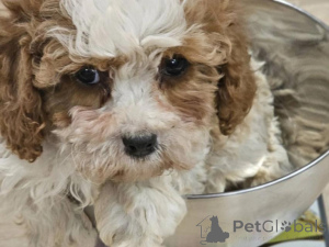 Photo №2 to announcement № 135428 for the sale of non-pedigree dogs - buy in Germany private announcement