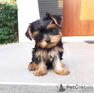 Photo №1. yorkshire terrier - for sale in the city of Харлем | Is free | Announcement № 123934