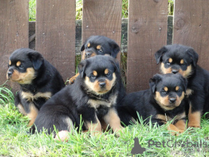 Photo №3. Rottweiler Puppies.. Sweden