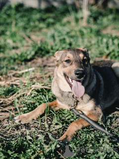 Photo №2 to announcement № 164579 for the sale of non-pedigree dogs - buy in Belarus private announcement