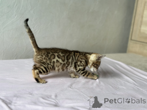 Photo №2 to announcement № 139148 for the sale of bengal cat - buy in United States private announcement, from nursery, breeder