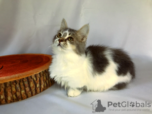 Photo №2 to announcement № 30119 for the sale of maine coon - buy in Russian Federation private announcement