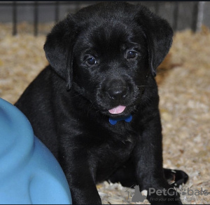 Photo №1. labrador retriever - for sale in the city of Гальштат | negotiated | Announcement № 120863