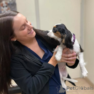 Photo №1. cavalier king charles spaniel - for sale in the city of Erba | negotiated | Announcement № 155582