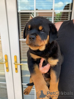 Photo №2 to announcement № 11289 for the sale of rottweiler - buy in United Kingdom private announcement