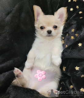 Photo №2 to announcement № 97139 for the sale of chihuahua - buy in Poland breeder