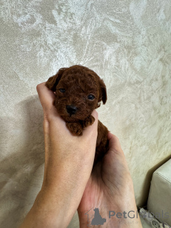 Photo №1. poodle (toy) - for sale in the city of Kaliningrad | 3672$ | Announcement № 154838