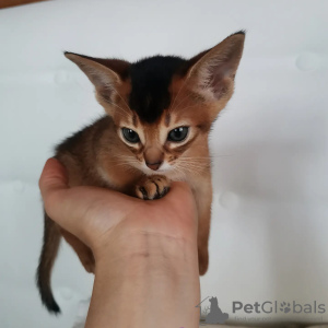 Photo №1. abyssinian cat - for sale in the city of Minsk | 700$ | Announcement № 13258