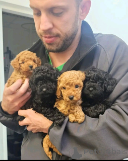 Photo №2 to announcement № 161043 for the sale of poodle (royal) - buy in Finland private announcement, breeder