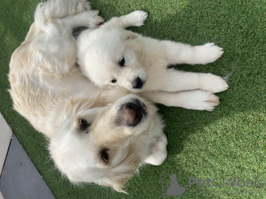 Photo №1. golden retriever - for sale in the city of Melbourne | 750$ | Announcement № 53851