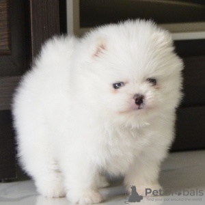 Photo №1. pomeranian - for sale in the city of Gomel | 2368$ | Announcement № 7589