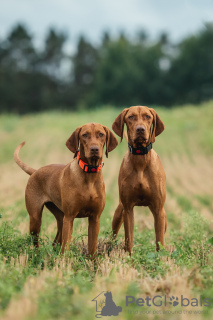 Additional photos: Hungarian Vizsla puppy