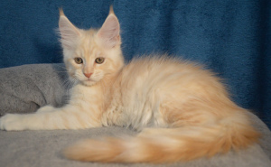 Photo №4. I will sell maine coon in the city of Tikhvin. breeder - price - 325$